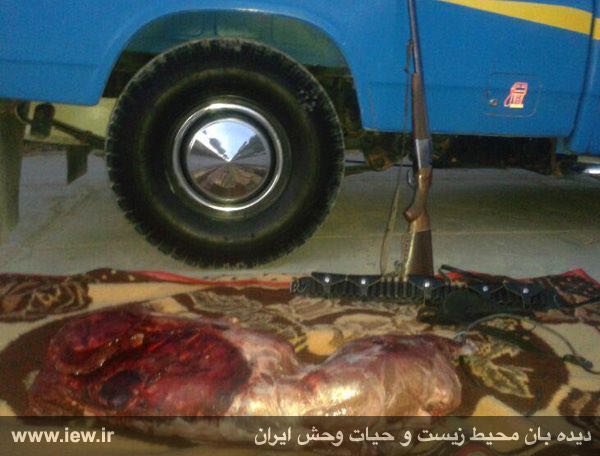 عاملین شکار یک گراز در فیروزآباد فارس دستگیر و تا پایان تاسوعا و عاشورا روانه بازداشت شدند.. www