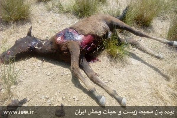 اسب تلف شده بر اثر حمله پلنگ در حاشیه منطقه حفاظت شده کوه خامین در شهرستان گچساران