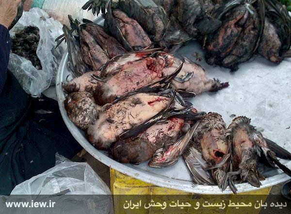 اردک بلوطى / گونه حمایت شده ملی و بین المللى و گونه در معرض انقراض