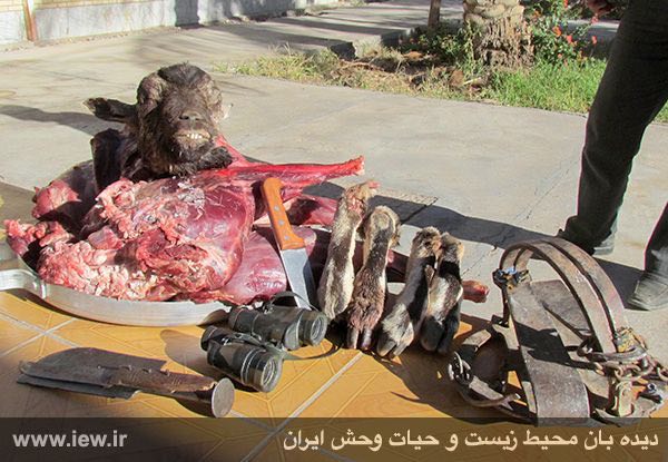 عامل کشتار ناجونمردانه یک کل وحشی بوسیله تله فلزى در آریز بافق دستگیر شد.. پایگاه خبری