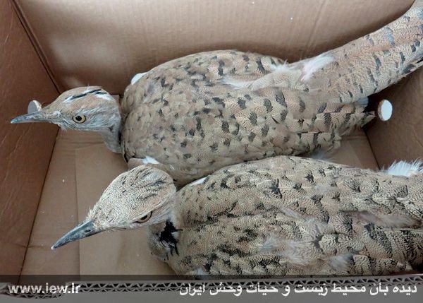 دو عدد هوبره کشف شده از قاچاقچیان که در اداره محیط زیست سربیشه تحت تیمار و مراقبت قرار دارند