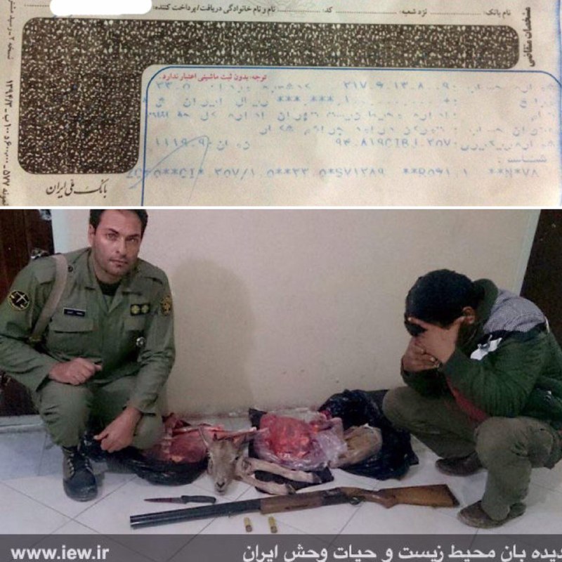 عامل شکار یک میش وحشی در دماوند پس از واریز یکصد میلیون ریال جریمه نقدى به دادگاه معرفی شد.. www