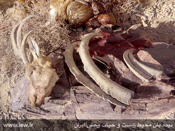 شاخ، کله و اندام داخلی چهار کل و بز وحشی کشف شده از شکارچیان متخلف در پارک ملی سیاه کوه اردکان