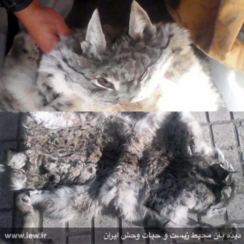 عاملین شکار یک سیاهگوش در نیشابور شناسایی و دستگیر شدند.. دیده بان محیط زیست و حیات وحش ایران.. www