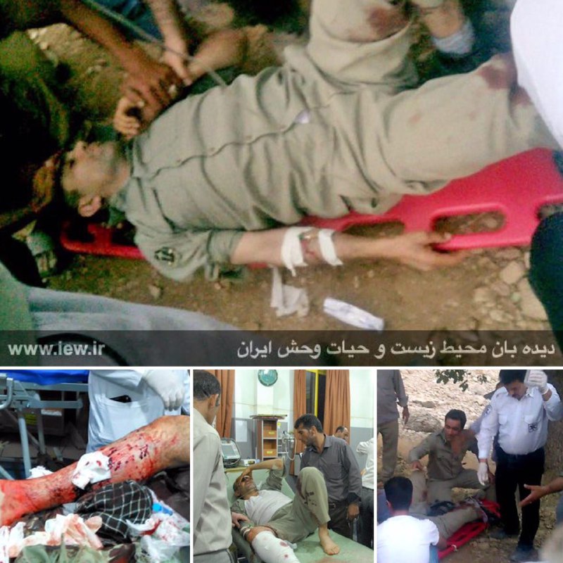 محیطبان بویراحمد هدف گلوله شکارچی متخلف قرار گرفته و به شدت مجروح شد.. دیده بان محیط زیست. www