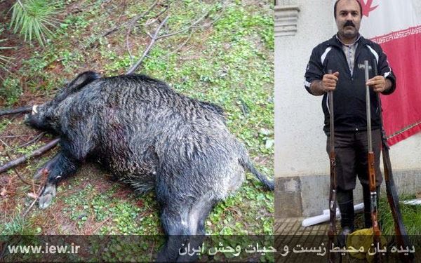 عاملین شکار یک خوک وحشى بهمراه دو اسلحه مجاز و یک اسلحه قاچاق در شفت گیلان دستگیر شدند …دیده بان محیط زیست و حیات وحش ایران