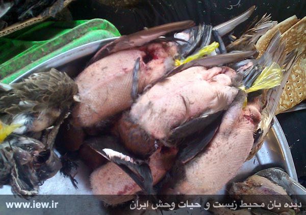 اردک بلوطى / گونه حمایت شده ملی و بین المللى و گونه در معرض انقراض
