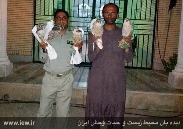محیط بان شریفی و محیط بان سلمانپور با لباس مبدل بلوچی پس از دستگیری متخلفین و کشف ۷ بالابان