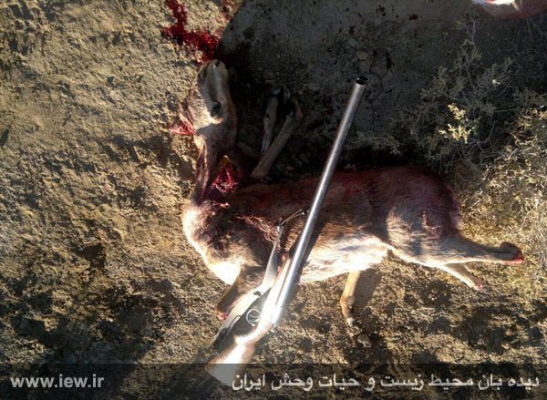 عامل شکار غیرمجاز یک آهوى ماده در حاشیه پناهگاه حیات وحش میاندشت دستگیر شد …پایگاه خبری. www