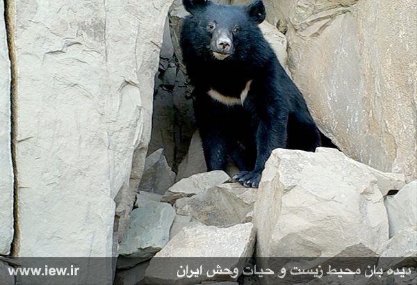 از خرس سیاه آسیایی در بشاگرد هرمزگان تصویربرداری شد.. دیده بان محیط زیست و حیات وحش ایران.. www