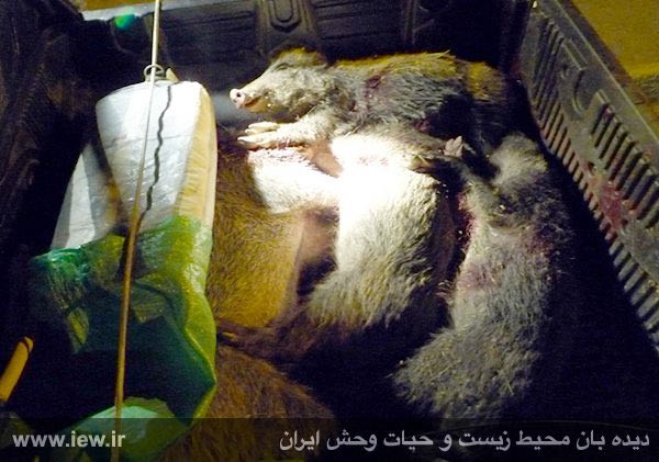 عامل شکار غیرمجاز ٤ خوک وحشی در شهرستان خمین دستگیر و به مراجع قضایى معرفی شد.. پایگاه خبری