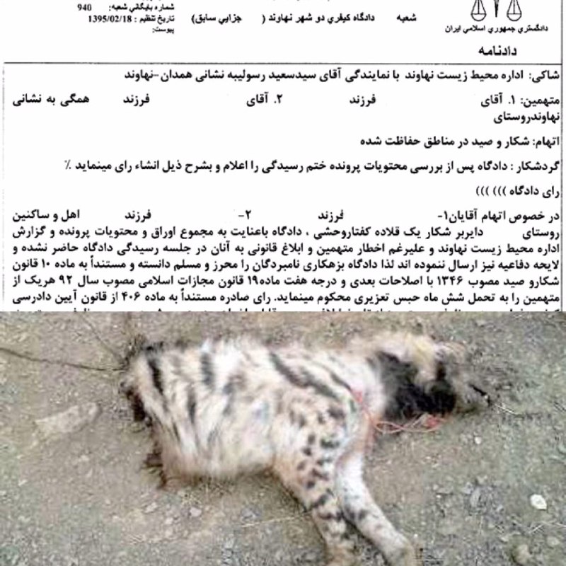 عاملین کشتار یک کفتار ماده در نهاوند به تحمل یکسال حبس محکوم شدند.. دیده بان محیط زیست
