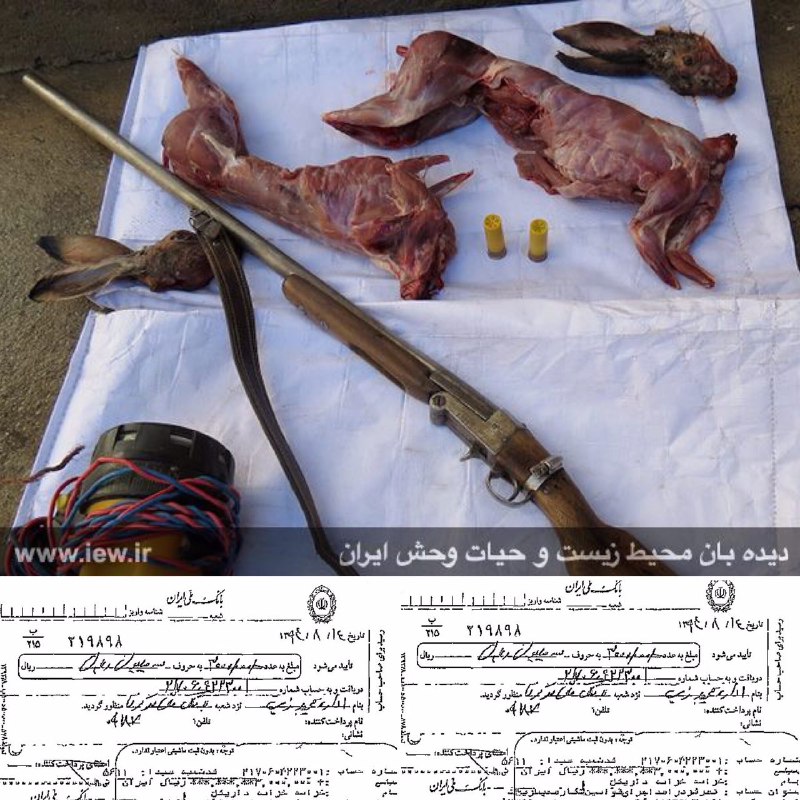 عاملین شکار ٢خرگوش وحشی در بیجار پس از واریز شش میلیون ریال جریمه نقدى به دادگاه معرفى شدند.. www