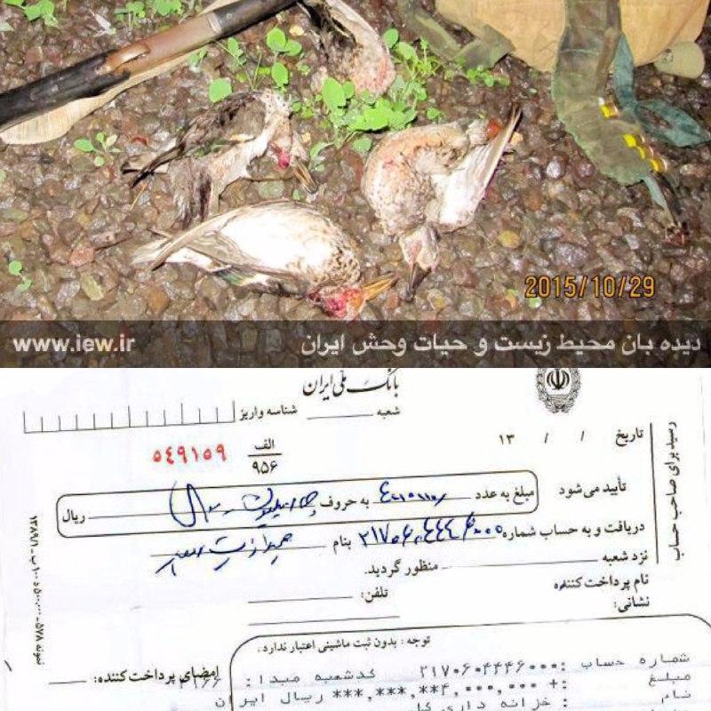 عامل شکار غیرمجاز ۴ خوتکا در رودبار پس از واریز جریمه نقدى به دادگاه معرفی شد.. پایگاه خبری