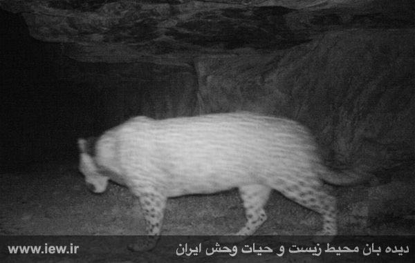 یکی از تصاویر تهیه شده از برزو در پارک ملی تندوره توسط دوربین‌های تله‌ای