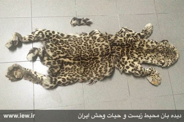 پوست یک پلنگ ایرانی تازه شکار شده توسط یگان محیط زیست تهران کشف و ضبط شد.. پایگاه خبری