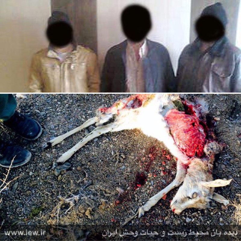 عاملین شکار غیرمجاز یک آهو در پناهگاه حیات وحش موته اصفهان دستگیر شدند …پایگاه خبری. www