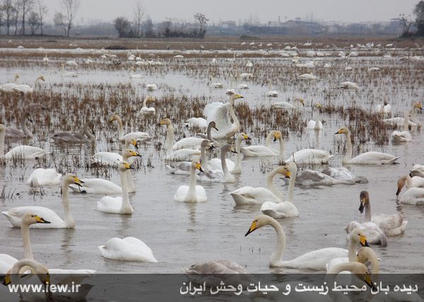 فورى:..۶۸ قوی فریادکش بعنوان اولین گروه از قوهای مهاجر وارد شهرستان سرخرود شدند.. پایگاه خبری
