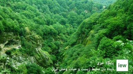 سازمان جنگلها مساحت دقیق جنگل‌های شمال ایران را یک میلیون و ۹۶۷ هزار هکتار اعلام نمود …دیده بان محیط زیست و حیات وحش ایران