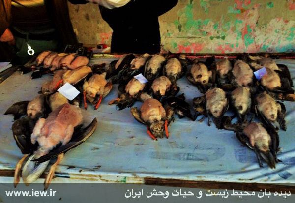 انواع غاز و اردک وحشى / فروش در بازار فریدونکنار / آبان ٩٤