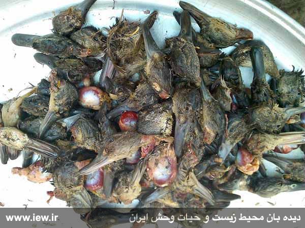 خوتکا