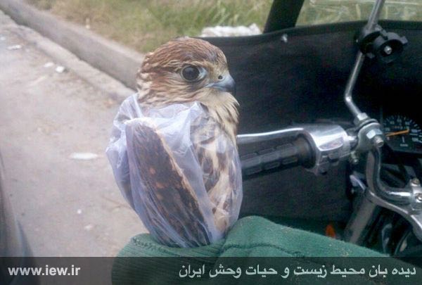 ترمتاى / کوچکترین شاهین ایران / پرنده خمایت شده / صید توسط دام هاى هوایى در فریدونکنار/ ١٩ آبان ٩۴