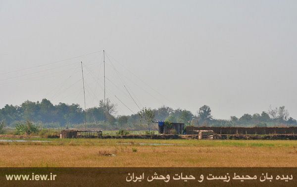 بزرگترین تور هوایی برپا شده جهت صید غاز درست در قلب پناهگاه حیات وحش فریدونکنار به طول ٧٠ متر و ارتفاع ٢٤ متر / آبان ماه ۱۳۹۴