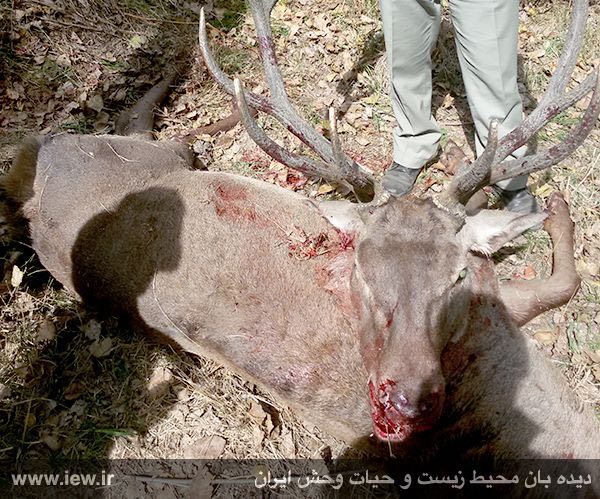 مرال نر ۱۳ ساله شکار شده در پارک ملی کیاسر مازندران