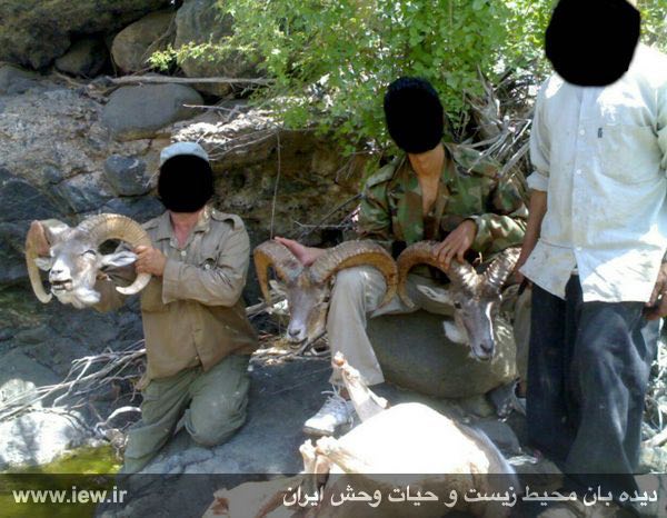 عاملین کشتار یازده قوچ و میش وحشی در جغتای دستگیر و روانه زندان شدند …پایگاه خبری. www