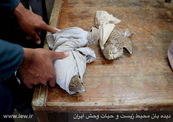سه دلیجه کشف شده از درون خورجین موتورسیکلت متخلف که یکی از آنها تلف شده و دو دلیجه دیگر زنده بودند