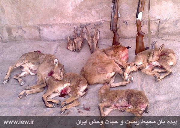 لاشه پنج بز و بزغاله وحشی (دو بز و سه بزغاله وحشی) کشف شده از شکارچیان متخلف در شهداد کرمان