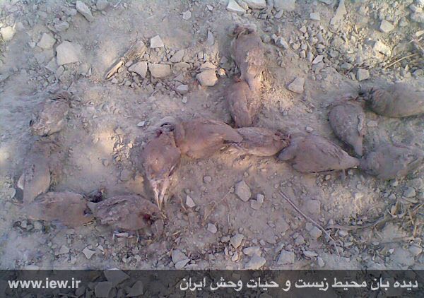 تصویر بدست آمده از گوشی تلفن همراه متخلف مربوط به شکار غیرمجاز تعداد زیادی جیرفتی