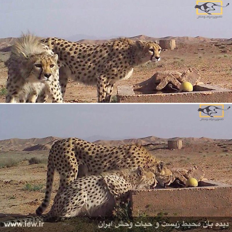 از یک یوزپلنگ ماده و توله‌اش در پناهگاه حیات وحش میاندشت تصویر برداری شد.. دیده بان محیط زیست. www