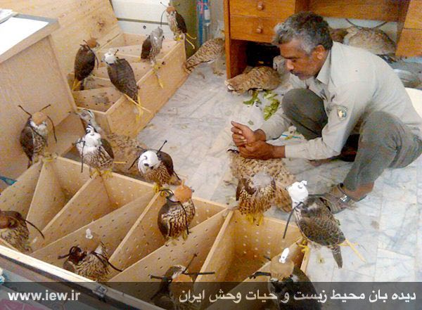 تیمار و تغذیه پرندگان کشف شده در اداره حفاظت محیط زیست شهرستان جاسک