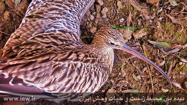 گیلانشاه بزرگ / فروش در بازار فریدونکنار / آبان ٩٤