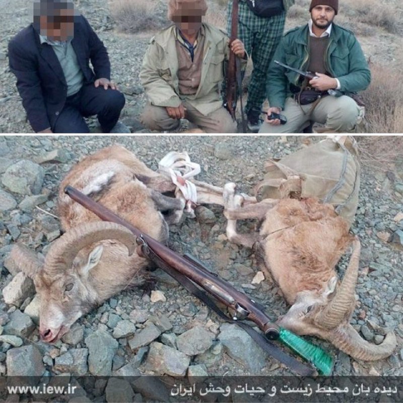 عاملین شکار غیرمجاز دو قوچ وحشی در ارتفاعات اردستان دستگیر شدند.. پایگاه خبری