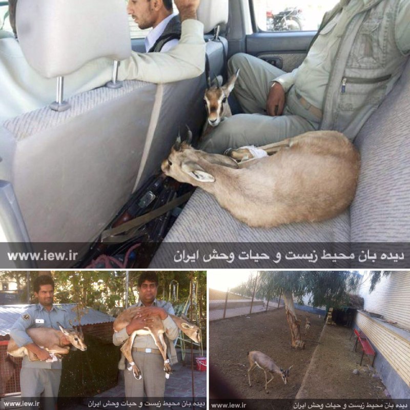 دو جبیر زنده و اجزای بدن یک جبیر از منزل یک متخلف در زاهدان کشف شد.. پایگاه خبری
