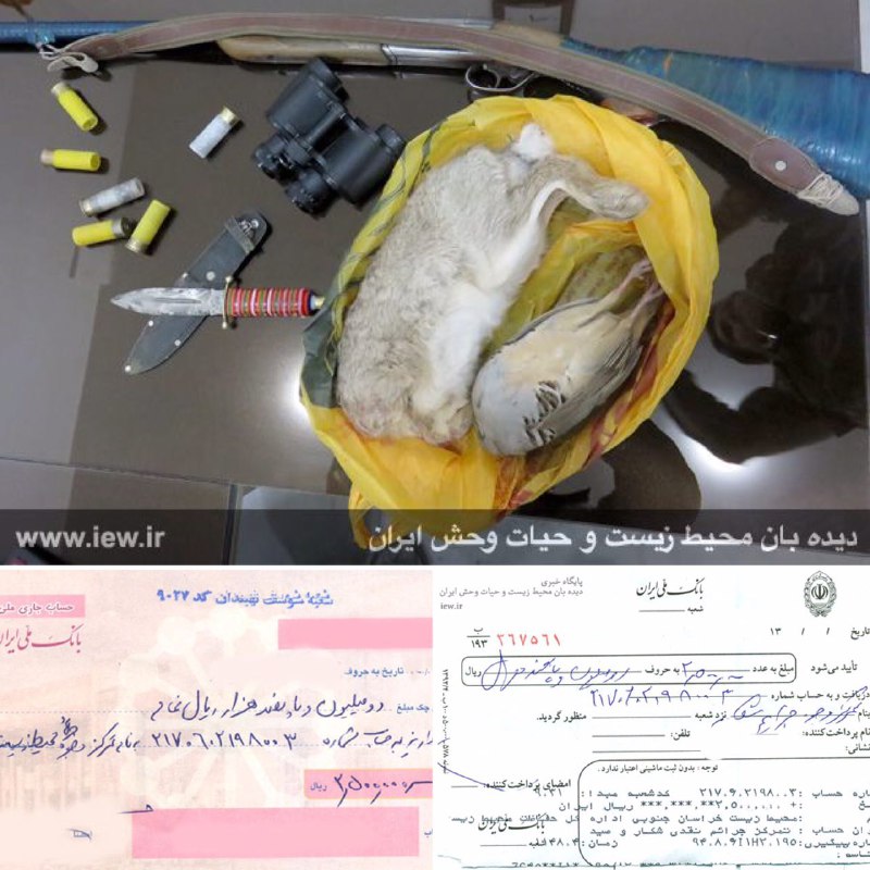 عامل شکار غیرمجاز یک کبک و یک خرگوش پس از واریز پنج میلیون ریال جریمه نقدى به دادگاه معرفی شد.. www