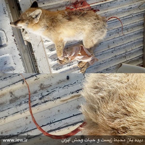 عاملین شکار غیرمجاز و کندن دم یک روباه در سنندج دستگیر شدند …پایگاه خبری. www