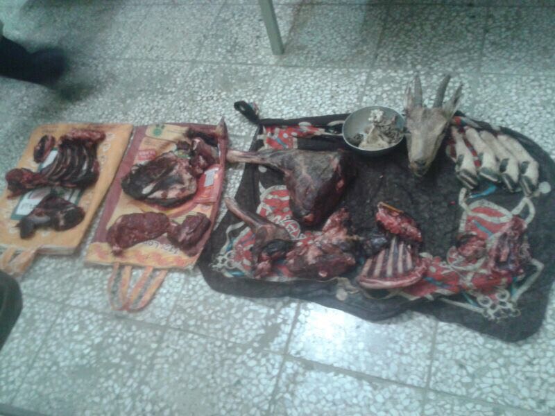 اجزای بدن یک کل و حشی و یک کلچه وحشی یک ساله کشف شده از شکارچیان متخلف در فیروزآباد فارس