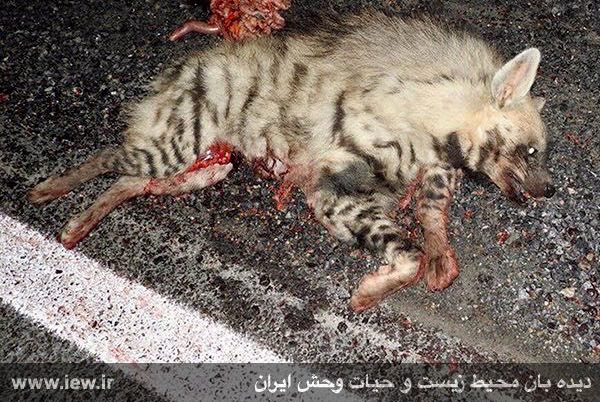 یک کفتار راه راه بر اثر برخورد با خودرو در جاده میانگذر پناهگاه حیات وحش موته از بین رفت …دیده بان محیط زیست و حیات وحش ایران
