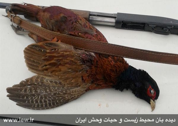 عامل شکار غیرمجاز یک قرقاول در شهرستان شفت گیلان دستگیر شد …پایگاه خبری. www