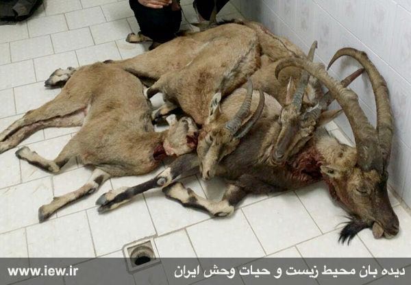 عاملین کشتار چهار کل وبز وحشی باتلاش محیطبانان مهریز یزد در ارتفاعات این شهرستان دستگیر شدند.. www