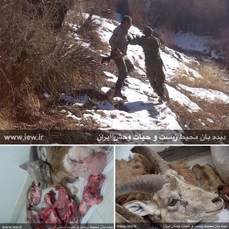 عامل شکار غیرمجاز یک قوچ وحشی در ارتفاعات شهرستان فیروزکوه دستگیر شد …پایگاه خبری. www