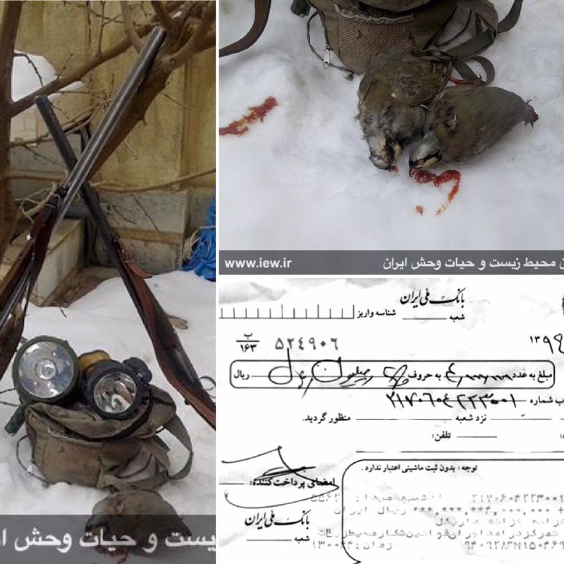عاملین شکار غیرمجاز دو کبک در بانه پس از واریز ٤میلیون ریال جریمه نقدى به دادگاه معرفی شدند.. www