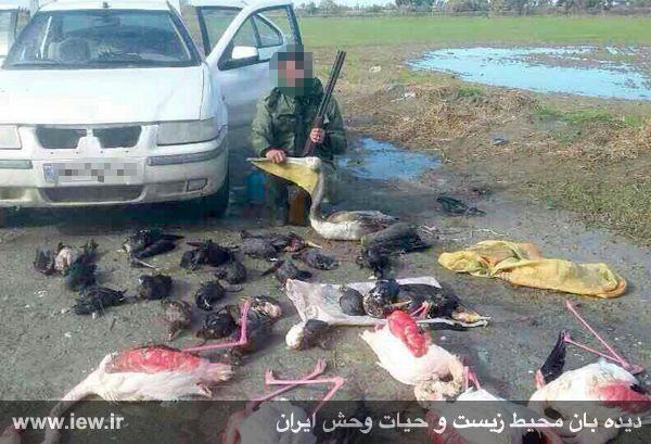 عامل کشتار پرندگان حمایت شده در استان گلستان پس از پنج هفته فرار باتلاش پلیس اطلاعات و محیطبانان بازداشت شد …دیده بان محیط زیست