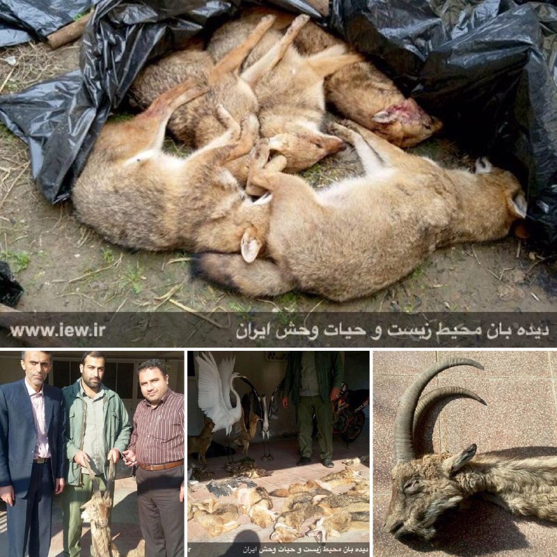 لاشه ۱۱شغال، یک کل وحشی و ۱۳پرنده حمایت شده از یک کارگاه مخفى تاکسیدرمى در بابلسر کشف شد …دیده بان محیط زیست و حیات وحش ایران