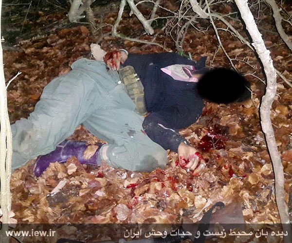 یک شکارچی غیرمجاز حین شکار گراز در جنگلهاى نکا به ضرب گلوله شکارچی دیگری اشتباها به قتل رسید …دیدبان محیط زیست و حیات وحش ایران