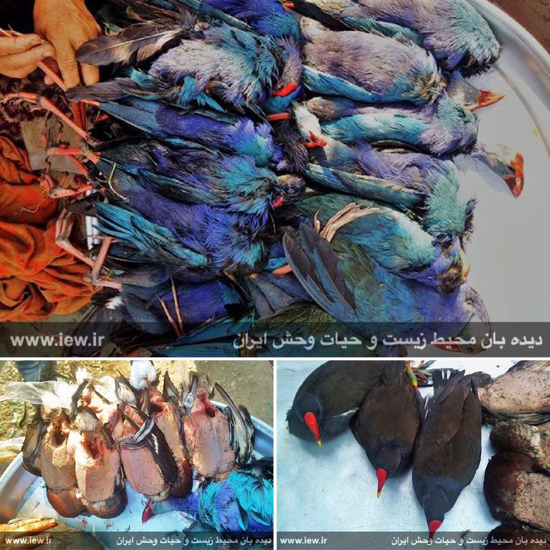 صید غیر قانونی و خرید و فروش علنی انواع پرندگان وحشی در خوزستان ادامه دارد …پایگاه خبری. www
