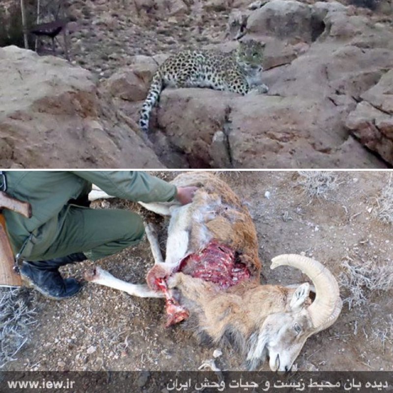 محیطبانان منطقه پرور سمنان از یک پلنگ که یک قوچ وحشى را شکار کرده بود از فاصله بسیار نزدیک تصویربردارى نمودند